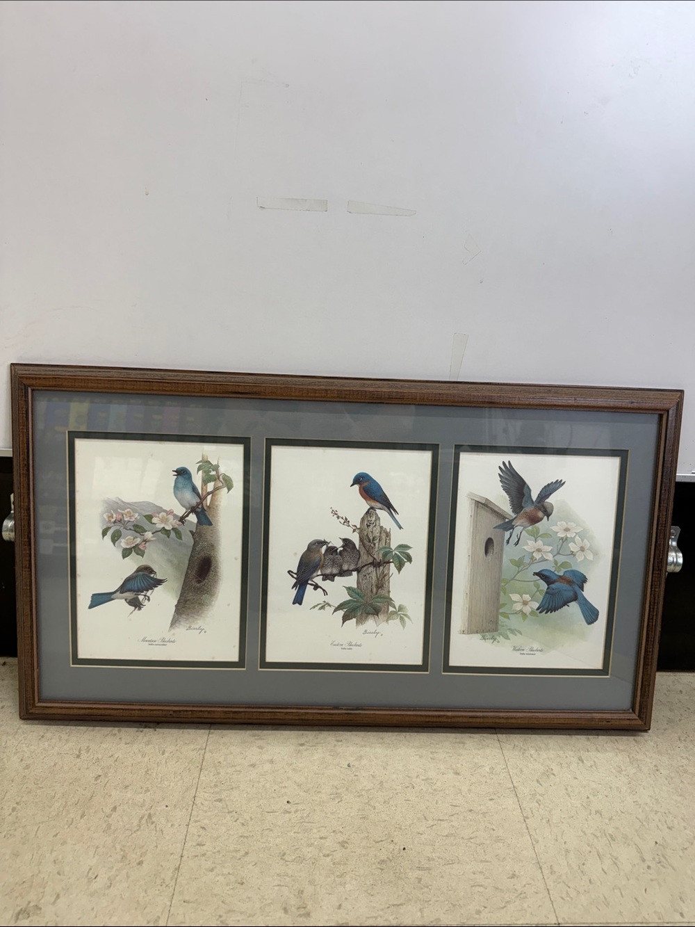 Vintage Edward Beirly wildlife Bluebird in original frame